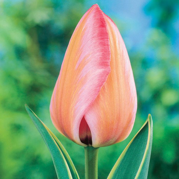 Design Impression Tulip